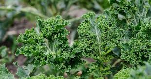 Brassica oleracea 'Dwarf Green Curled