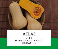 atlas f1