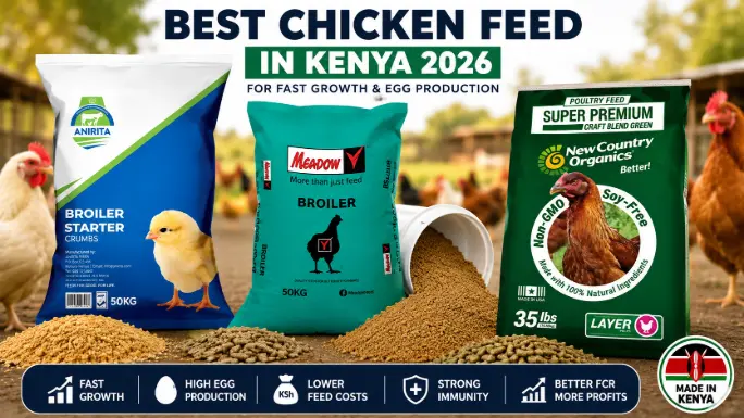 Best Chicken Feed in Kenya 2026 for Fast Growth & Egg Production 3 Best Chicken Feed in Kenya 2026 collage showing different poultry feed brands including broiler starter crumbs, broiler pellets, and layer pellets displayed on a poultry farm background with chickens, highlighting fast growth, egg production, lower feed costs, and better poultry profits.