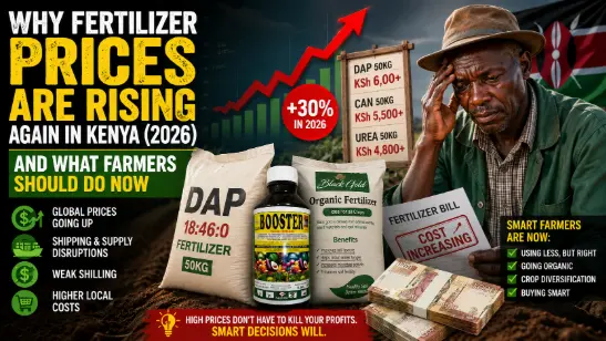Why Fertilizer Prices Are Rising Again in Kenya (2026) and What Farmers Should Do Now 1 Why Fertilizer Prices Are Rising Again in Kenya (2026) and What Farmers Should Do Now