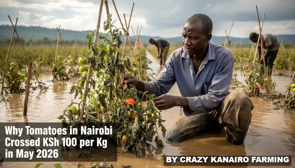 A farmer inspecting flooded tomato crops with visible signs of severe fungal blight on the leaves