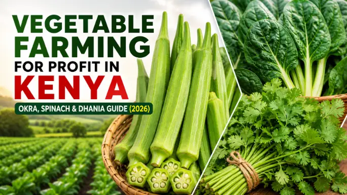 Vegetable Farming for Profit in Kenya: Okra, Spinach & Dhania Guide (2026)