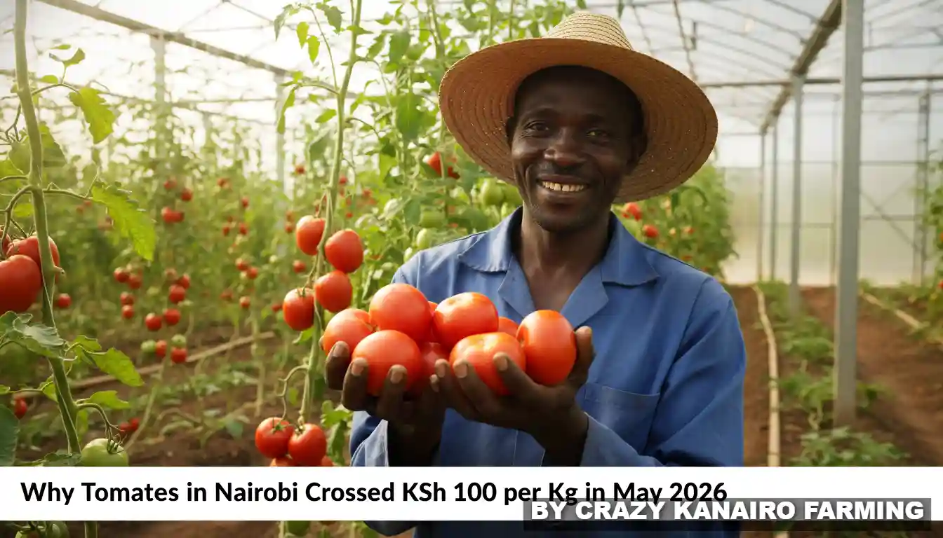 A close-up of a smiling commercial farmer holding a handful of healthy red tomatoes inside a modern