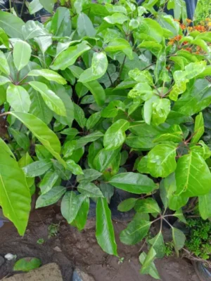 vy tree, Schefflera, Umbrella plant, indoor plants Kenya, houseplant seedlings, home nursery,