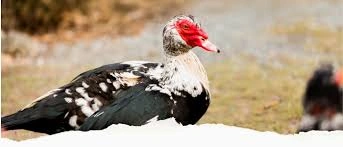 Duck Farming in Kenya 2026: Costs, Feeding & Profits guide 4 muscovy duck