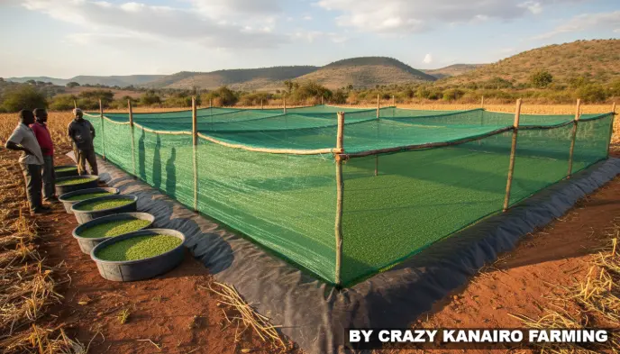 A large rectangular pond lined with thick black polythene and covered by a green agricultural shade net.