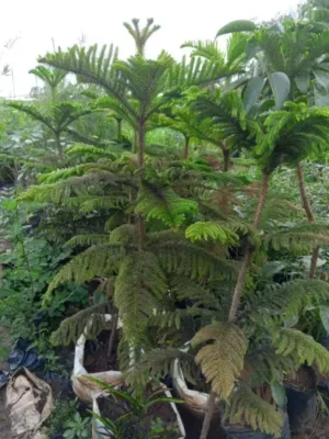Elegant Norfolk Island Pine | Indoor & Outdoor Conifer