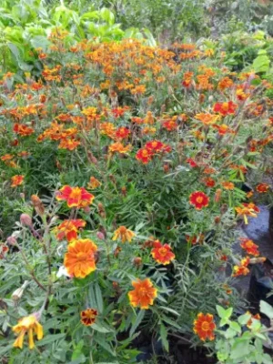 Marigold Pest Repellent Seedlings