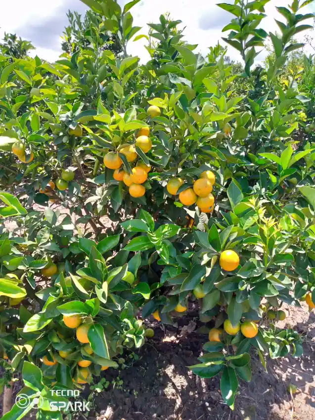 A lush Valencia Orange tree laden with ripening fruit, varying from yellow to bright orange, grows in a field under a clear sky.