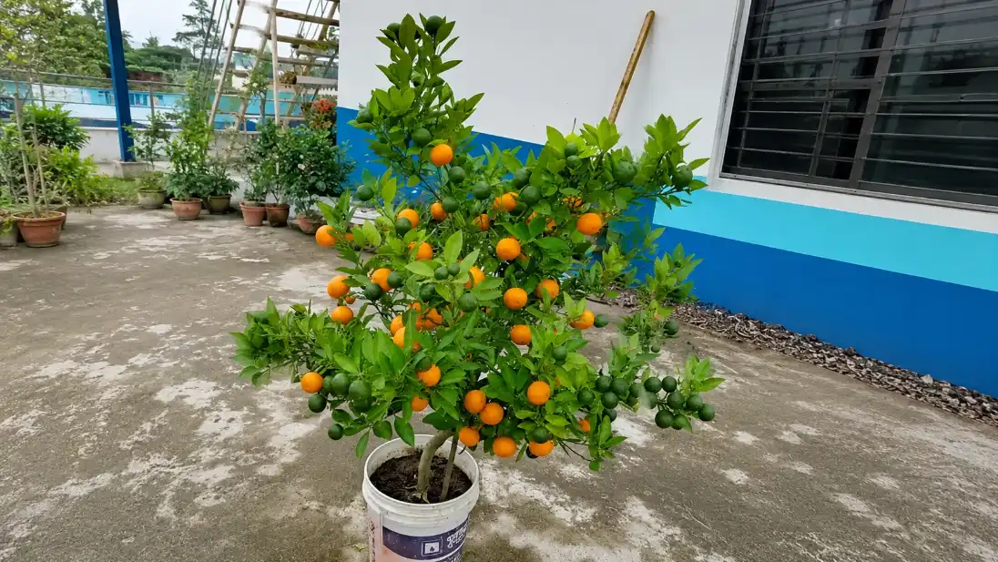 A small, lush citrus tree laden with many green and orange fruits grows in a white plastic bucket on a concrete rooftop.
