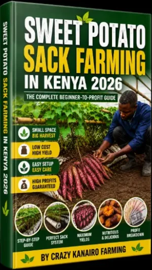 Sweet Potato Sack Farming in Kenya 2026: The Complete Beginner-to-Profit Guide