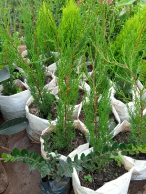 Italian Cypress (Cupressus sempervirens)