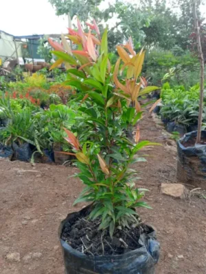 Huginia (Red Lip) Seedlings