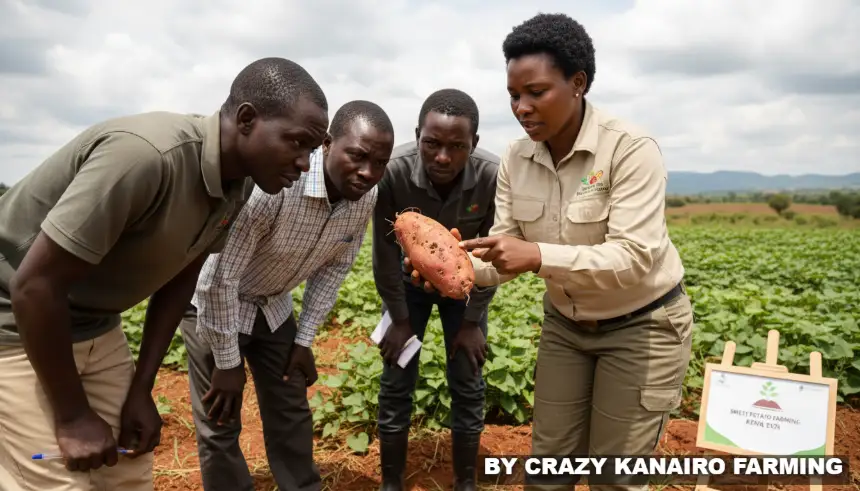 An agricultural officer demonstrating how to identify sweet potato weevil damage on a harvested tuber