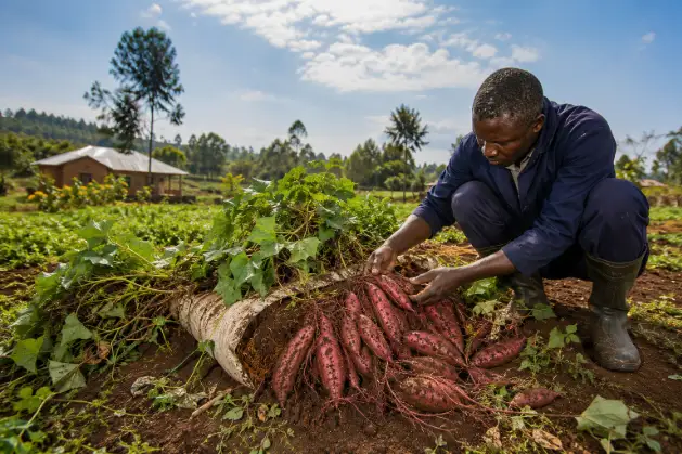 An African farmer in blue workwear harvests a large cluster of sweet potatoes from a soil mound in a rural field.