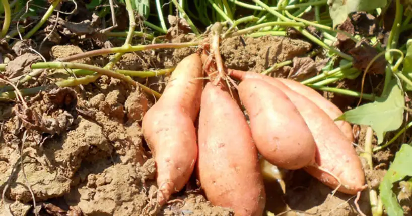 A cluster of freshly harvested Kabode sweet potatoes resting on the soil with green vines still attached.