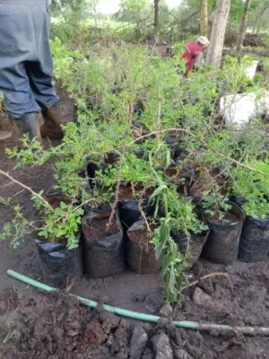 Buy Healthy Yellow Acacia Seedlings | Drought-Tolerant Native Trees