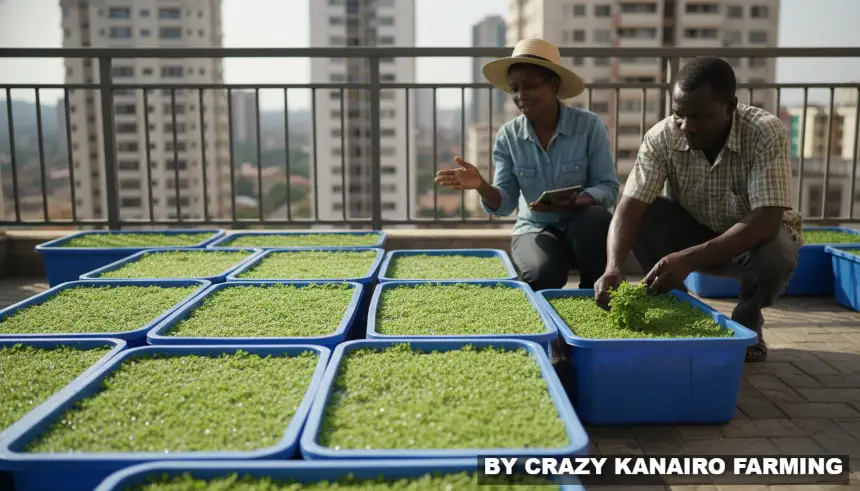 Several blue plastic tubs filled with thick green aquatic plants arranged neatly on an urban balcony in Nairobi.
