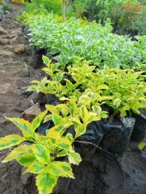 Duranta Hedge