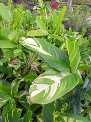 Buy Stunning Variegated Shell Ginger | Tropical Ornamental Foliage