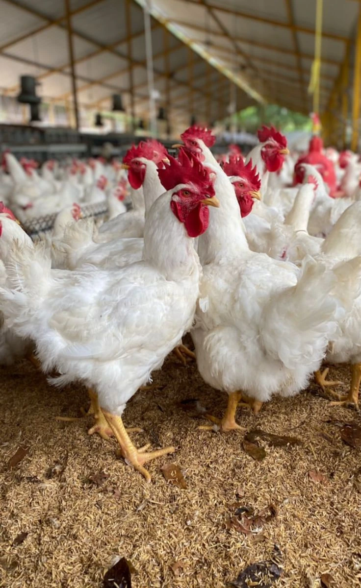 A group of white chickens with prominent red combs stand on a floor covered in wood shavings inside a large poultry barn.