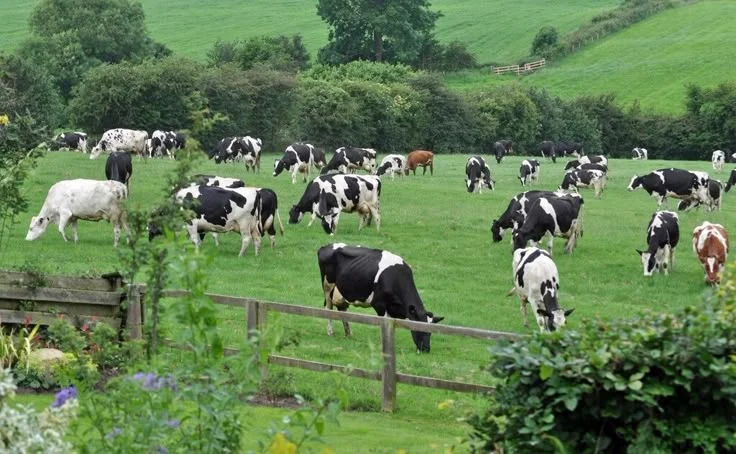 A large herd of black and white cows grazes in a lush, green rolling pasture behind a wooden fence.