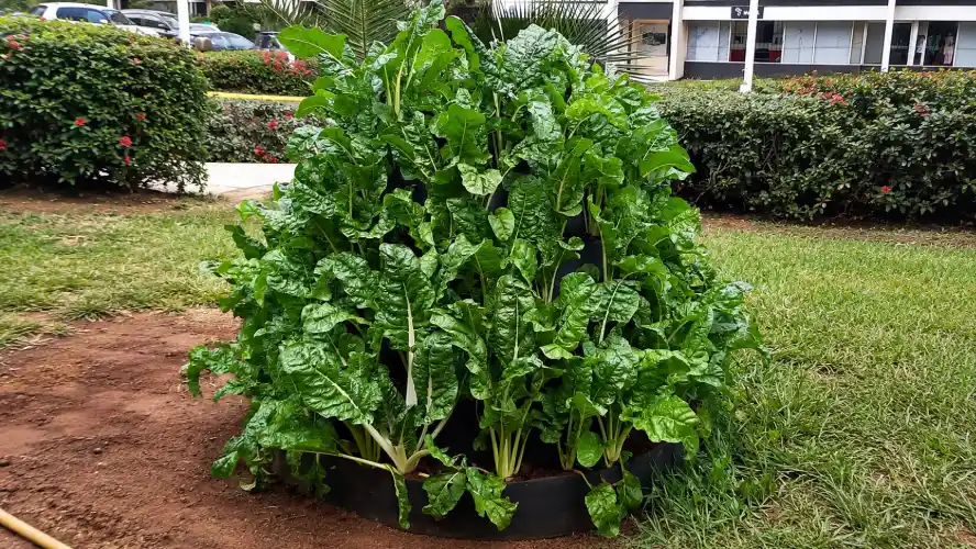Lush green Swiss chard growing densely in a circular tiered planter garden, outdoors on a landscaped lawn.