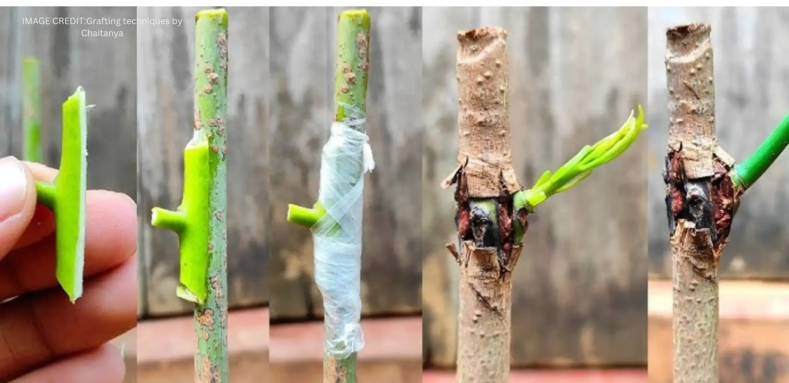 A five-panel series illustrates the plant grafting process, showing a small bud being sliced, attached to a stem, wrapped in plastic, and eventually growing into a new leafy branch.