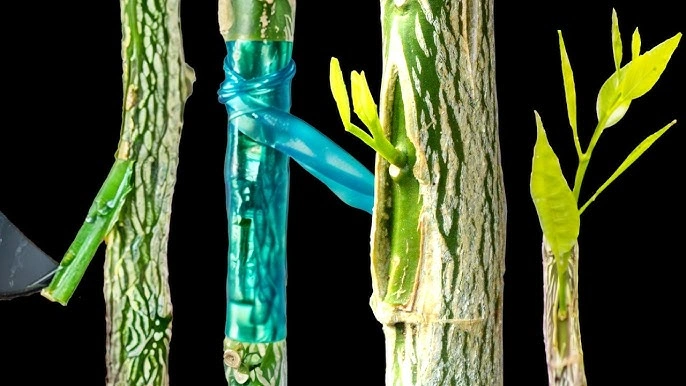 T-Budding (Shield Budding)