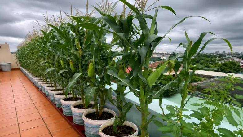 How to Grow Maize in Buckets: Complete Container Farming Guide 2026