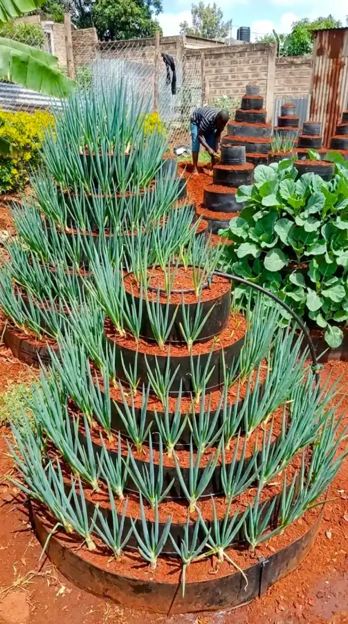 tiered onions webp