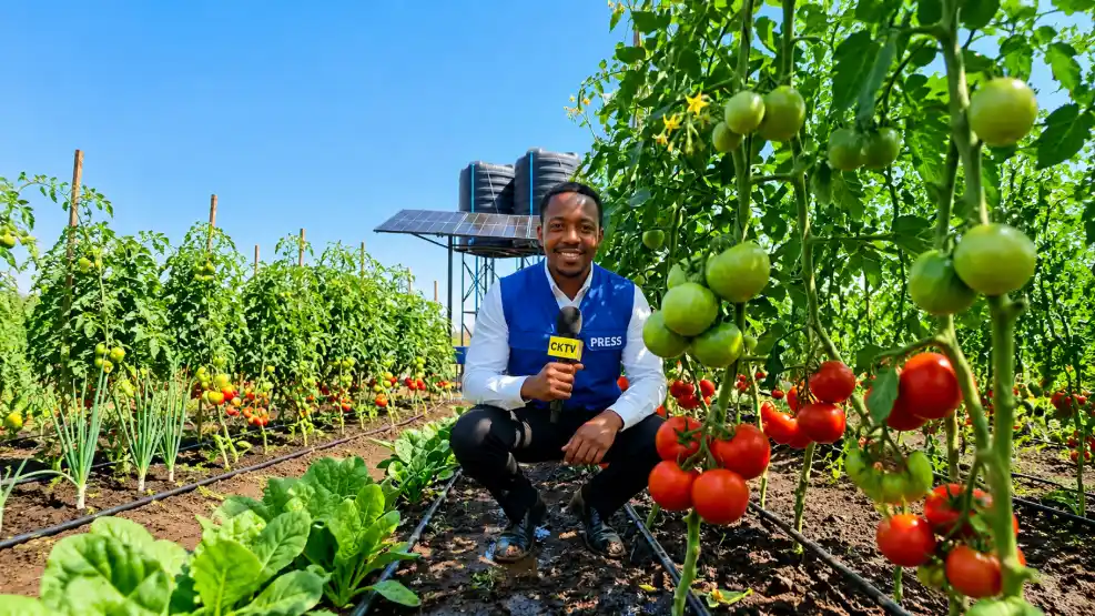 CKTV TV reporter crouching in a tomato farm with drip irrigation, solar panels, and water tanks in the background.
