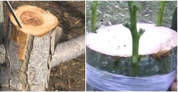 Bark Grafting