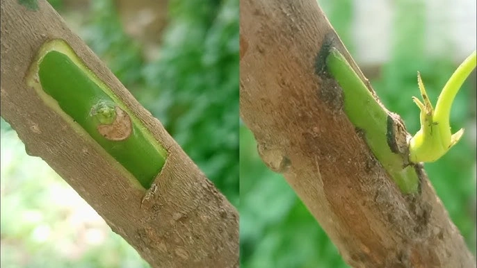 Chip Budding