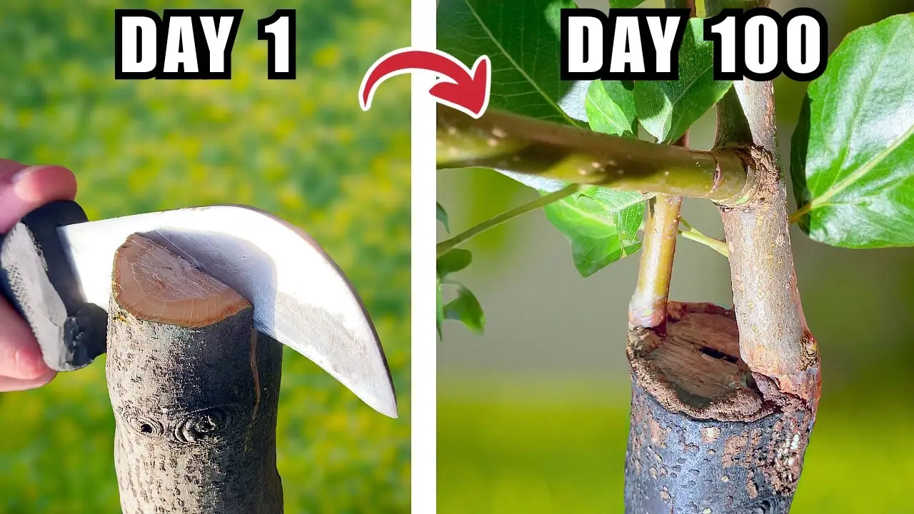 Cleft grafting