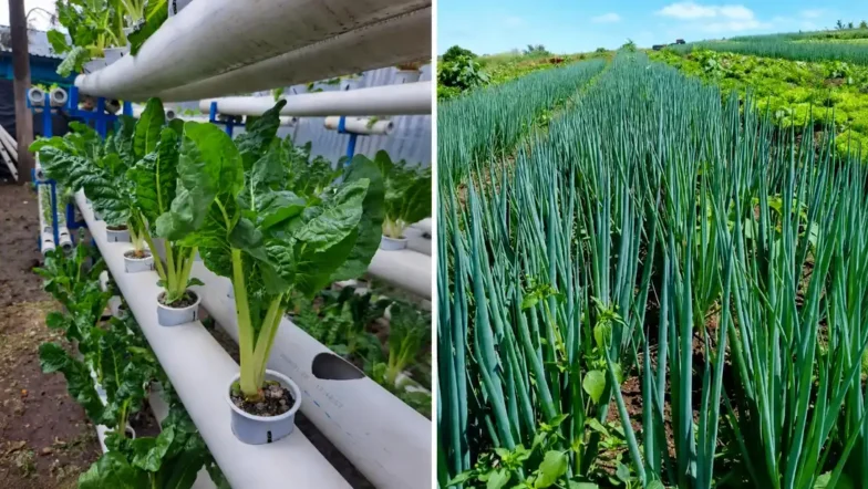 Vertical Hydroponics vs. Soil Farming: 5 Reasons Why Vertical Wins 2026