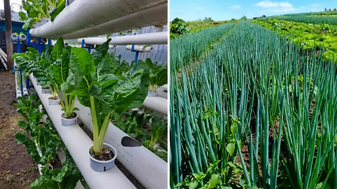Vertical Hydroponics vs. Soil Farming: 5 Reasons Why Vertical Wins 2026