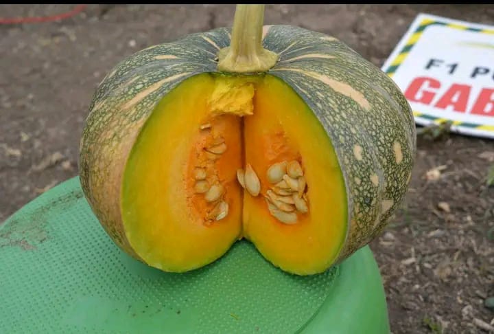 Pumpkin Farming in Kenya 2026: Seed Prices, Planting Guide, Yield, Costs & Profit Per Acre 6 Pumpkin Gabbar F1