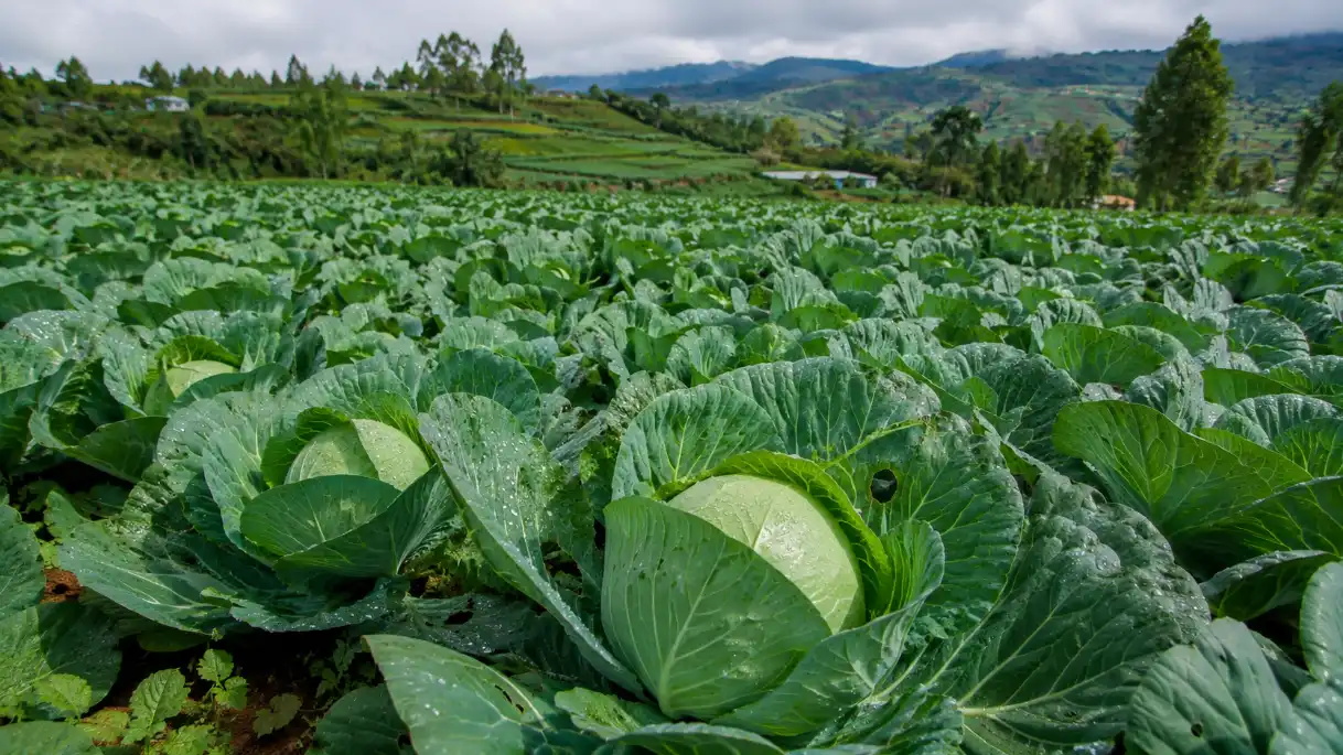 Cabbage Farming in Kenya 2026: Profit & Fertilizer Guide 2 A wide panoramic shot of a flourishing cabbage farm in the Kenyan highlands