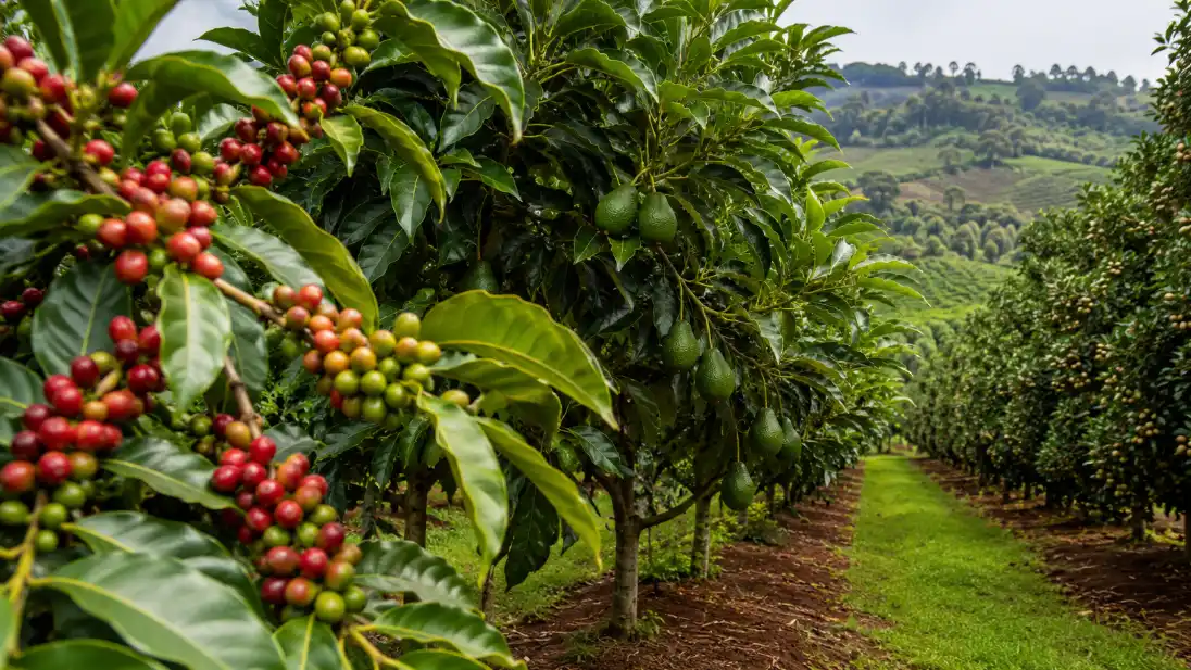 Avocado, Macadamia or Dairy? Best Export-Ready Agribusiness Ventures in Kenya for 2026 2 A modern agricultural landscape in the Kenyan highlands showing a transition from traditional coffee bushes to neatly organized rows of Hass avocado trees and macadamia orchards.