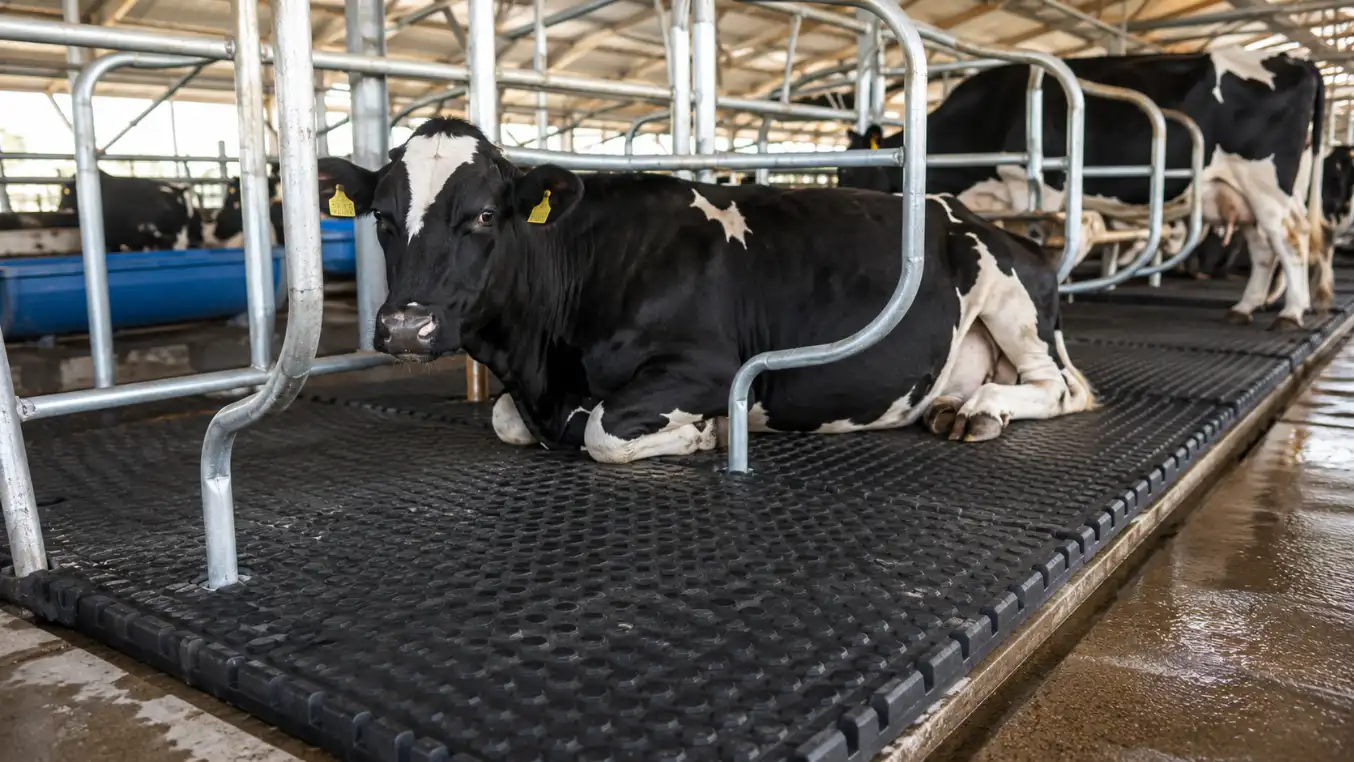 Avocado, Macadamia or Dairy? Best Export-Ready Agribusiness Ventures in Kenya for 2026 4 A high-tech zero-grazing unit in Kiambu featuring rubber mats for cow comfort