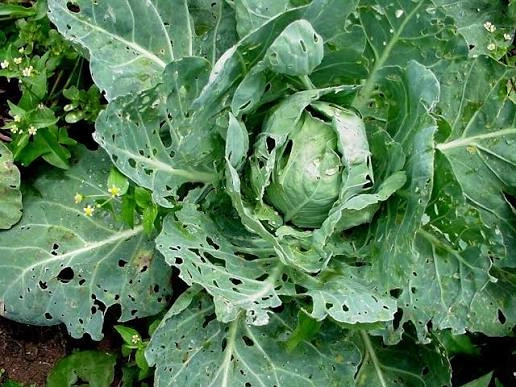Cabbage Farming in Kenya 2026: Profit & Fertilizer Guide 6 A green cabbage plant growing in a garden shows significant pest damage with numerous holes eaten through its large outer leaves.