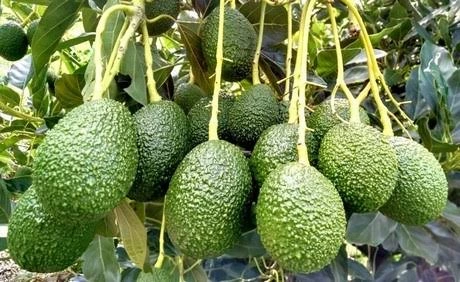 Avocado, Macadamia or Dairy? Best Export-Ready Agribusiness Ventures in Kenya for 2026 3 A close-up of a perfectly matured Hass avocado on a branch