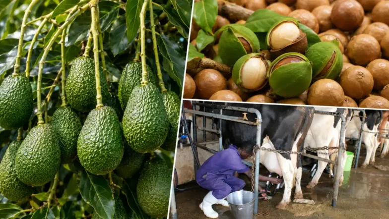 Avocado, Macadamia or Dairy? Best Export-Ready Agribusiness Ventures in Kenya for 2026 11 Avocado, Macadamia or Dairy? Best Export-Ready Agribusiness Ventures in Kenya for 2026