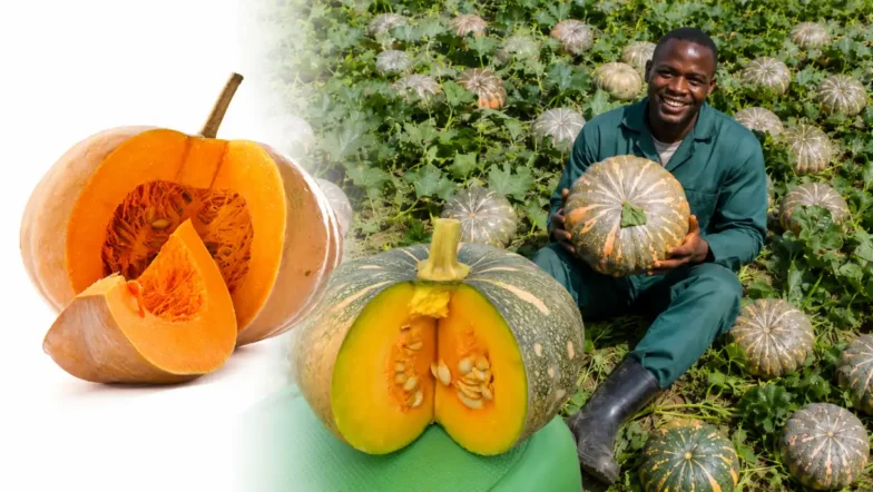 Pumpkin Farming in Kenya 2026: Seed Prices, Planting Guide, Yield, Costs & Profit Per Acre
