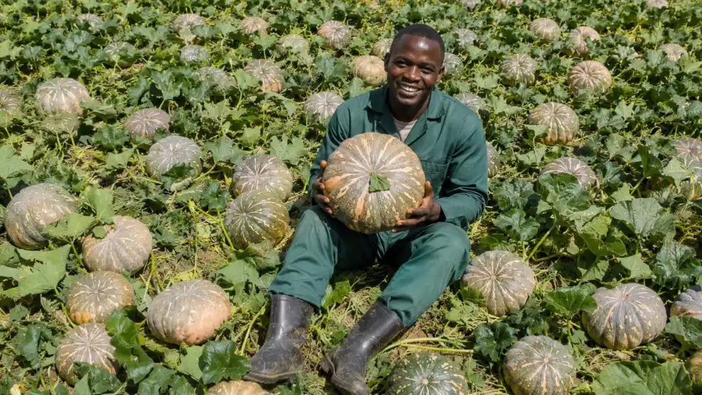 Pumpkin Farming in Kenya 2026: Seed Prices, Planting Guide, Yield, Costs & Profit Per Acre 3 A smiling farmer in green overalls sits in a field of pumpkins, holding a large, striped Israel Giant pumpkin in his lap.