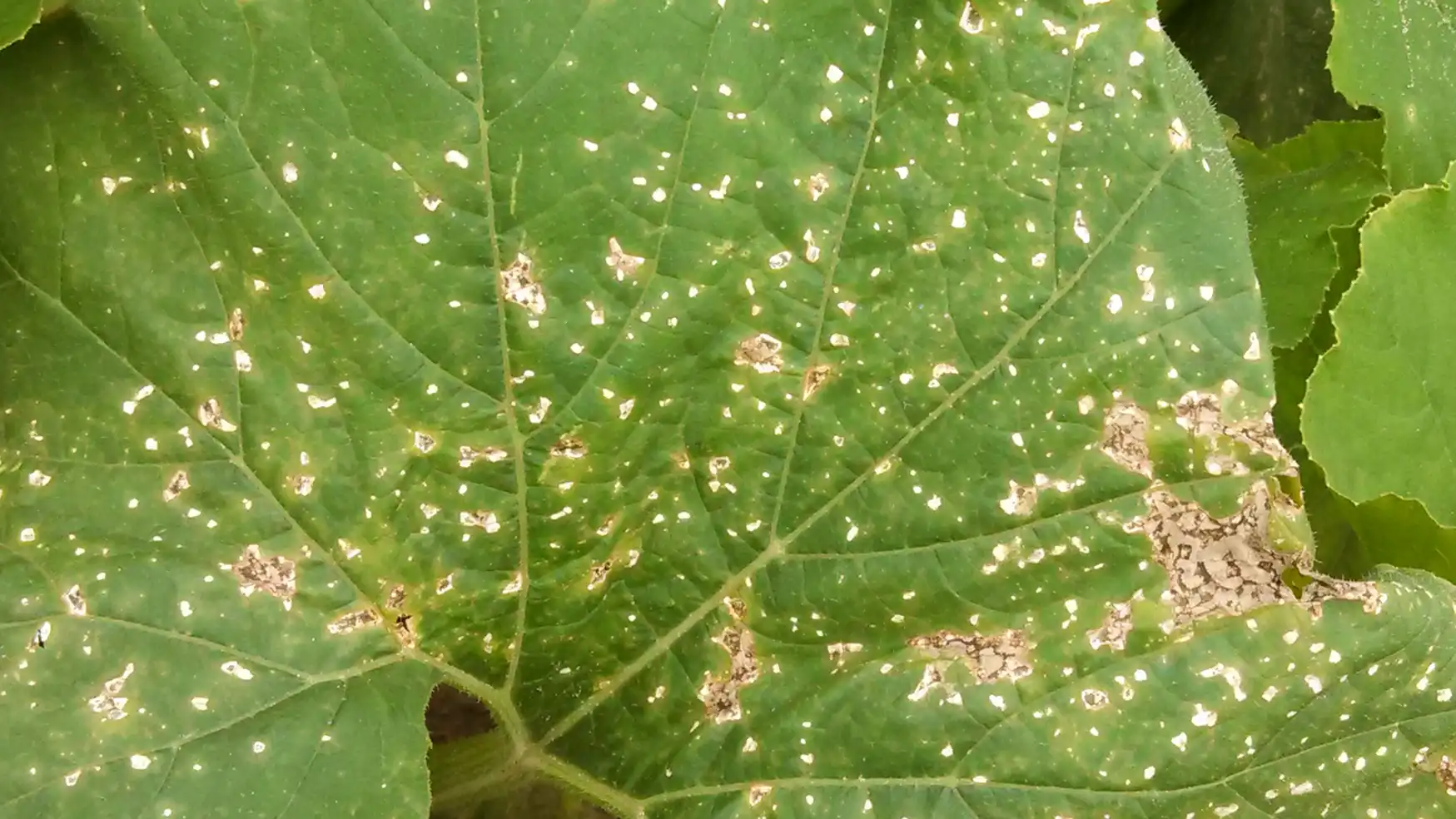 Pumpkin Farming in Kenya 2026: Seed Prices, Planting Guide, Yield, Costs & Profit Per Acre 7 A large green leaf of pumpkin covered in numerous small, irregular white and tan spots, suggesting a plant disease like powdery mildew or pest damage.