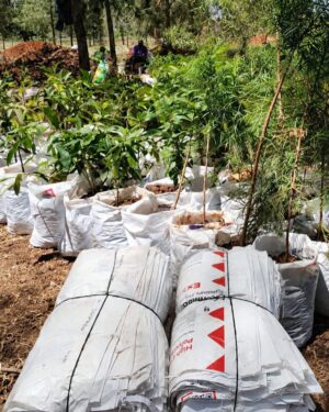 White UV Treated Grow Bags in Kenya | Durable Planting Bags for Vegetables