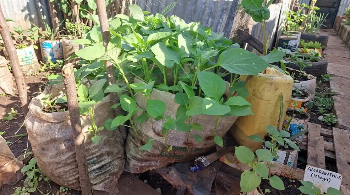 20 Best Vegetables and Dwarf Fruits to Grow in Sacks in Kenya 2026 8 Lush green amaranth plants thrive in large repurposed sacks and various recycled containers in a compact urban garden.