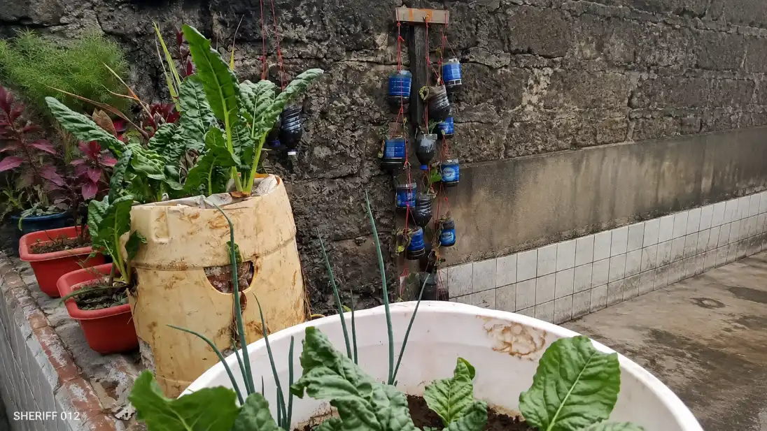 5 Best Space-Saving Grow Bags in Kenya: Types, Prices, Uses & Where to Buy 7 An outdoor garden features leafy green plants growing in repurposed plastic containers and a vertical arrangement of recycled bottles against a textured stone wall.